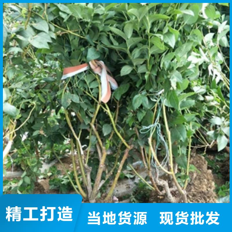 【蓝莓苗-钙果苗诚信厂家】