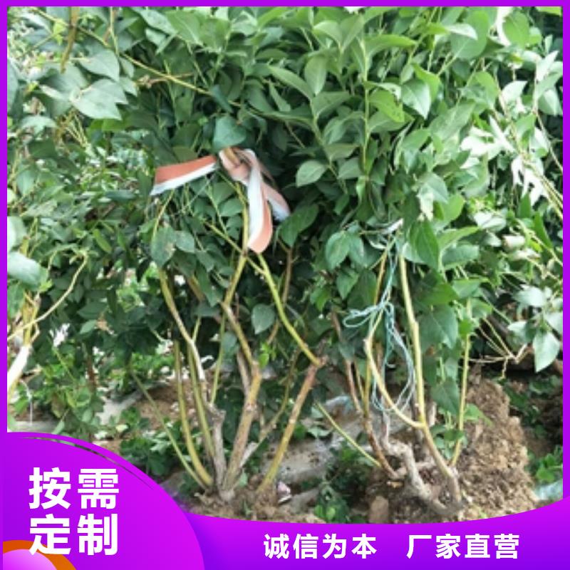 蓝莓苗细节展示