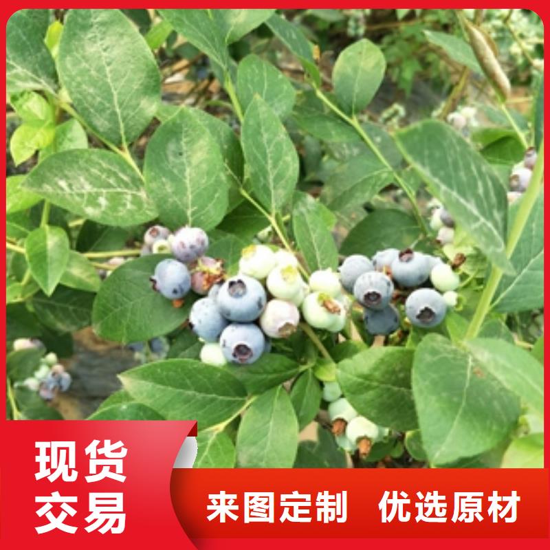 蓝莓苗大厂生产品质