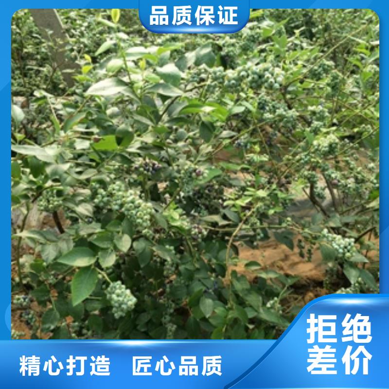 蓝莓苗_国槐精工打造