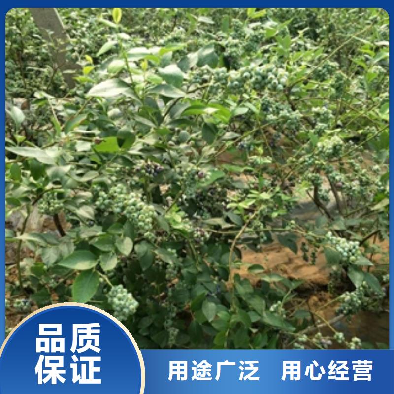 蓝莓苗大厂生产品质