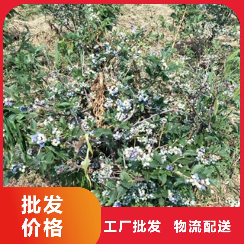 蓝莓苗占地果树严格把关质量放心