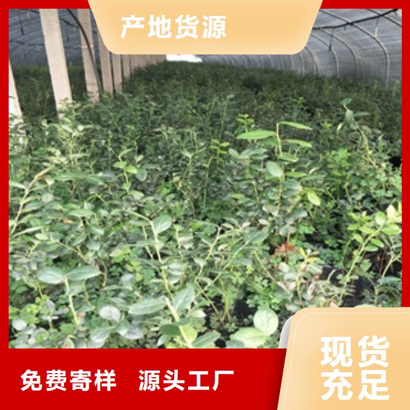 蓝莓苗大厂生产品质