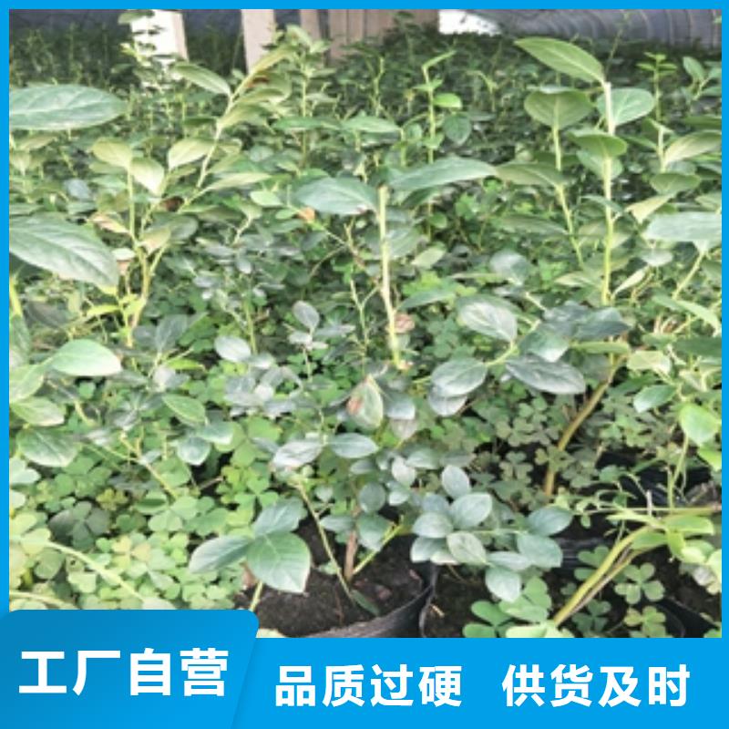 蓝莓苗核桃苗樱花苗长果桑树苗工厂直销
