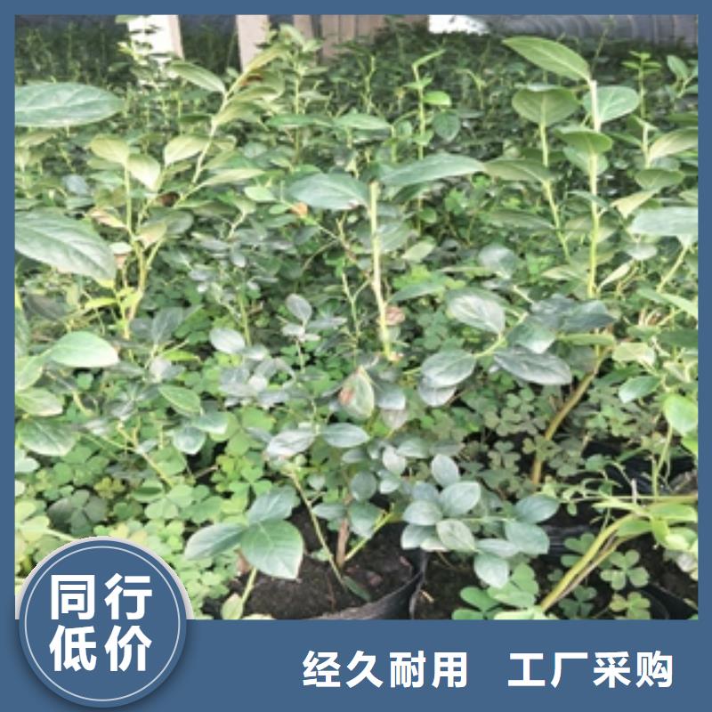 蓝莓苗核桃苗樱花苗长果桑树苗品质优选