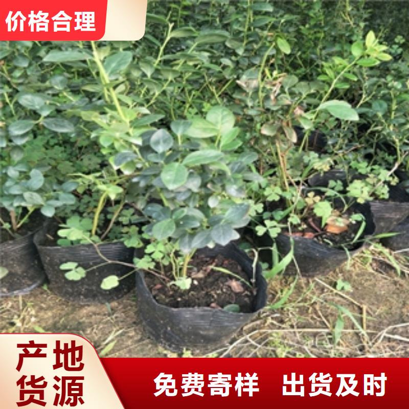 蓝莓苗_国槐精工打造