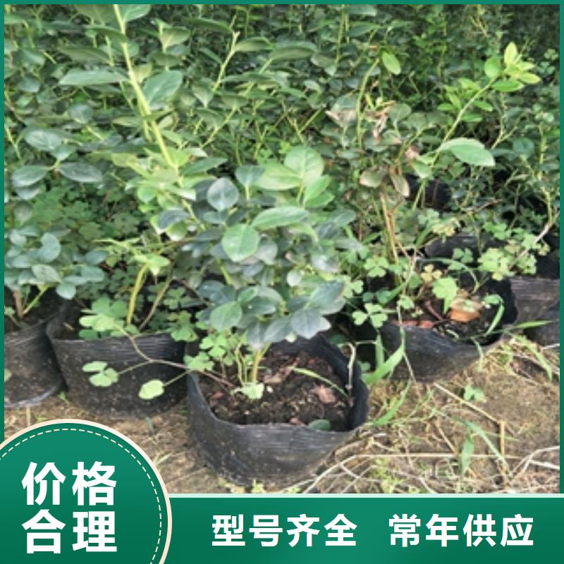蓝莓苗核桃苗樱花苗长果桑树苗长期供应