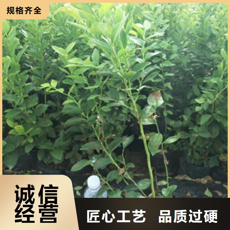 蓝莓苗国槐工期短发货快