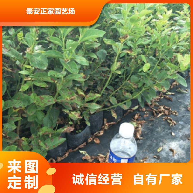 蓝莓苗国槐工期短发货快