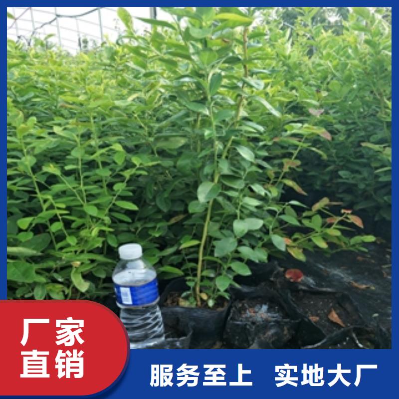 蓝莓苗国槐工期短发货快