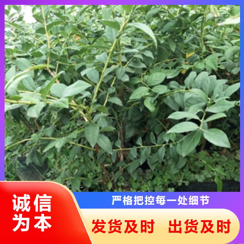 蓝莓苗大厂生产品质