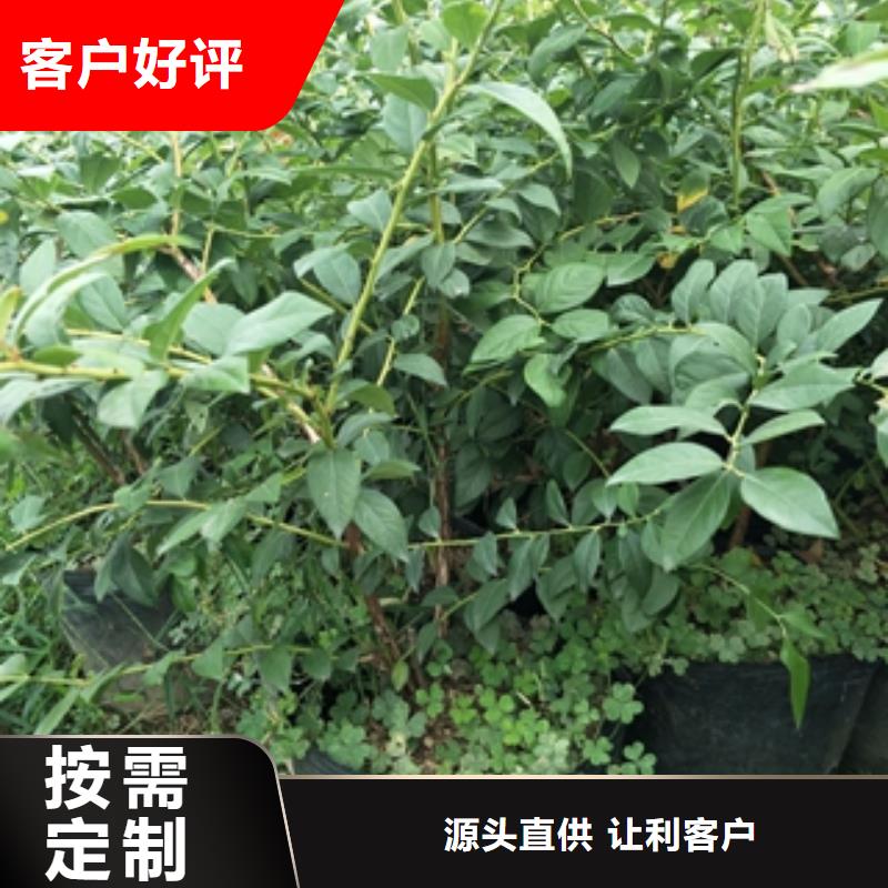 蓝莓苗核桃苗樱花苗长果桑树苗原厂制造