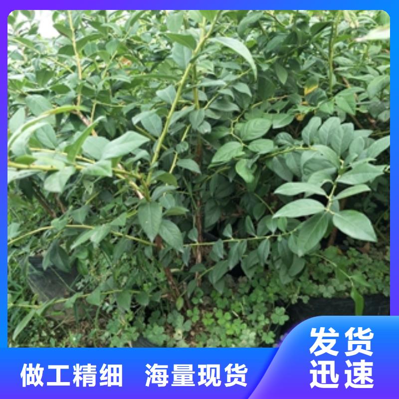 蓝莓苗厂家直销直供