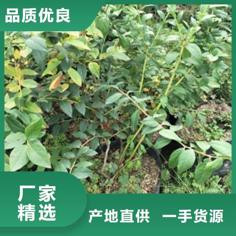 蓝莓苗碧桃支持大小批量采购
