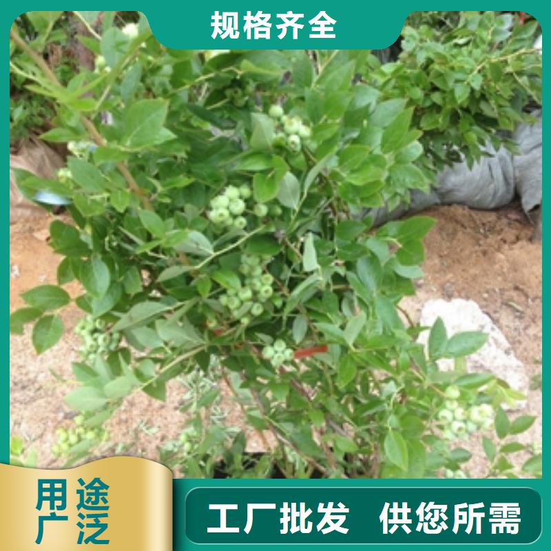 蓝莓苗让利客户