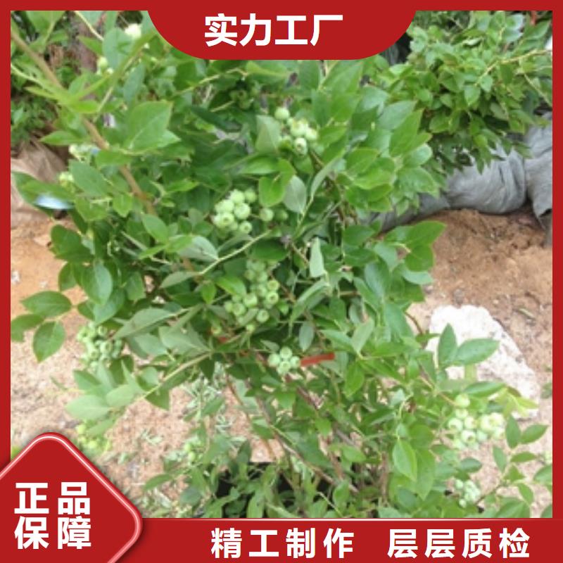 蓝莓苗,樱桃苗甄选好厂家