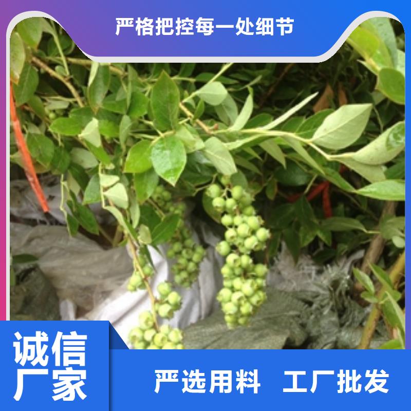 蓝莓苗国槐工期短发货快