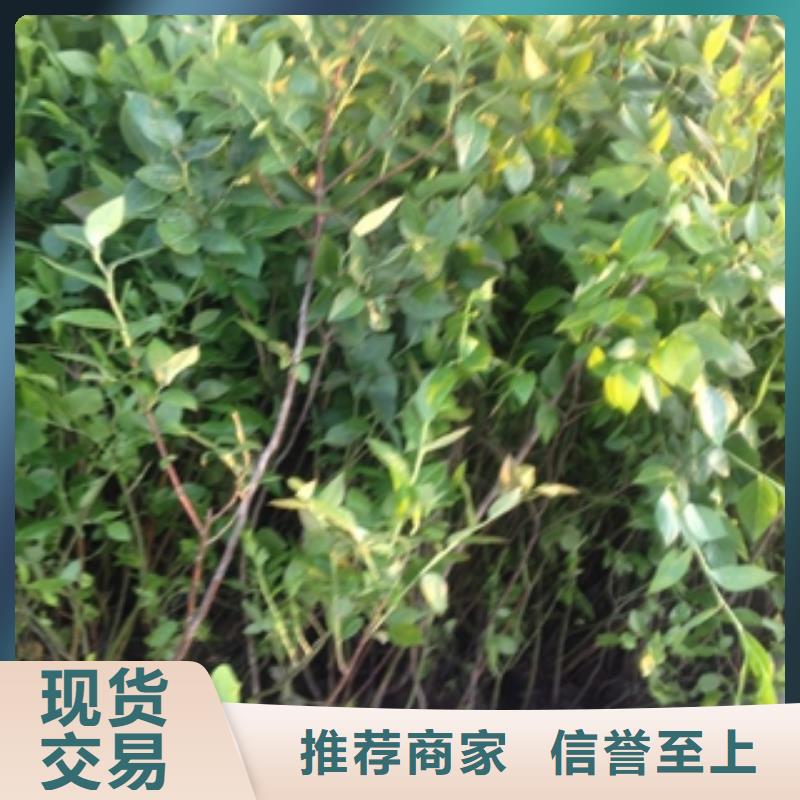 蓝莓苗绿化树绿化工程货品齐全