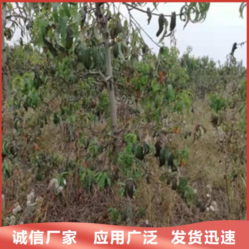 桃树占地果树诚信商家服务热情