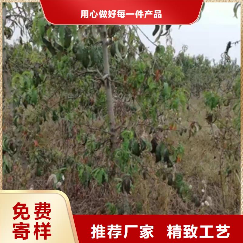 桃树,核桃苗樱花苗长果桑树苗严格把控质量