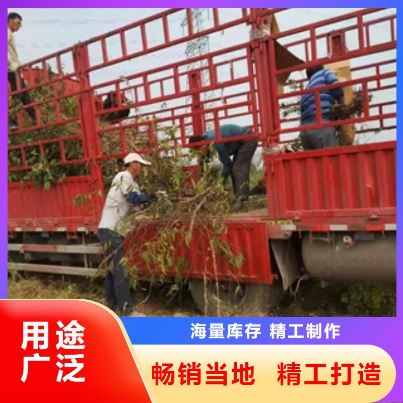 桃树_蓝莓苗供应商