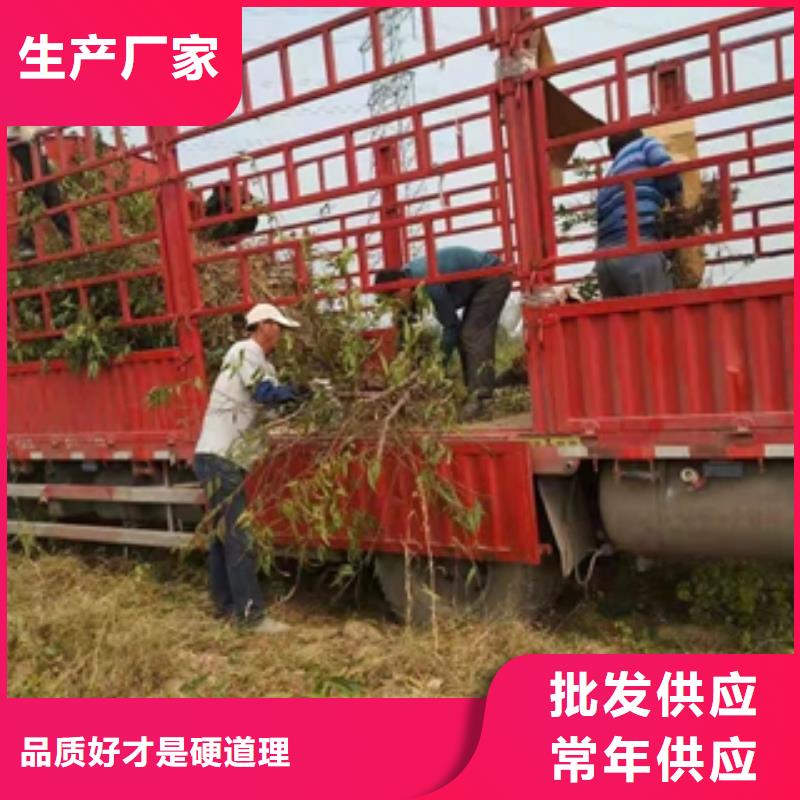 桃树【碧桃】库存量大
