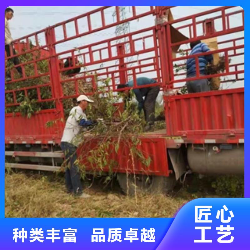 桃树_泰山景松造型景松专业生产品质保证