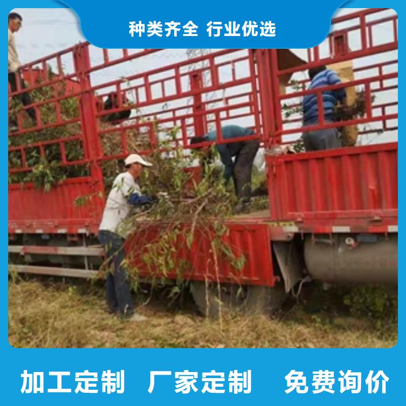桃树樱桃苗高品质现货销售