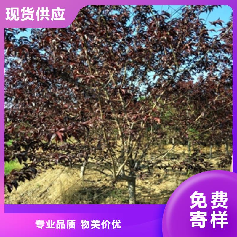 桃树樱桃苗型号齐全