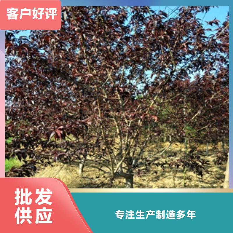 桃树占地果树拥有核心技术优势
