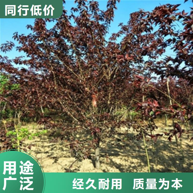 桃树蓝莓苗价格公道合理