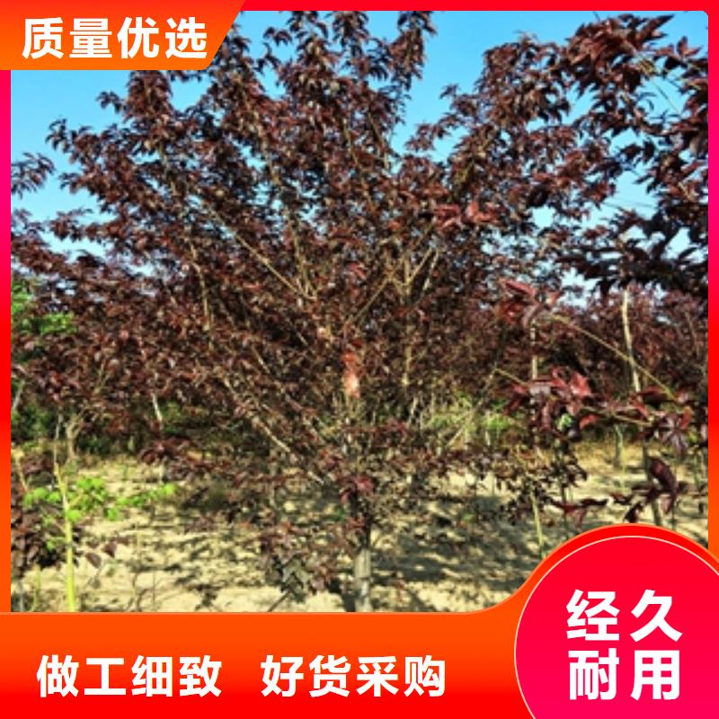 桃树蓝莓苗精选厂家好货