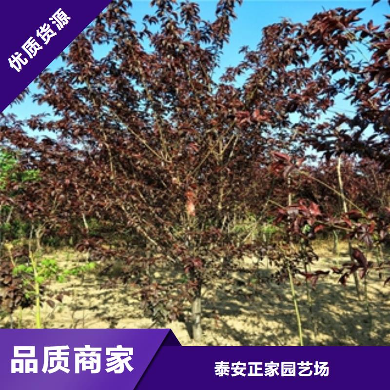 桃树核桃苗樱花苗长果桑树苗品质做服务