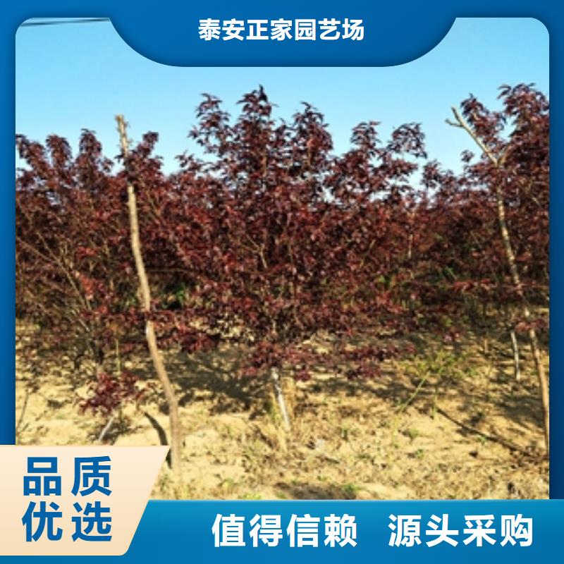 桃树占地果树产地货源