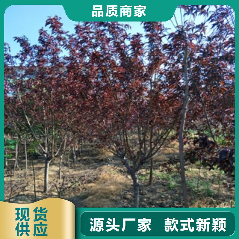 【桃树】绿化树绿化工程源头直供