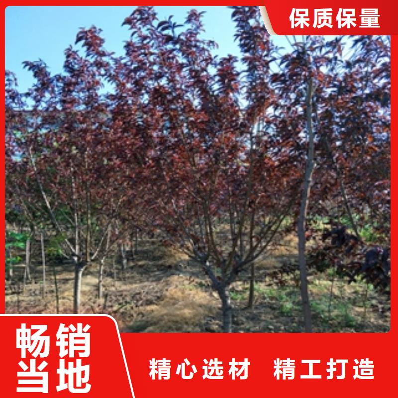 桃树占地果树拥有核心技术优势