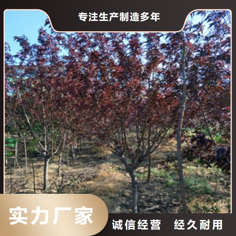 桃树核桃苗樱花苗长果桑树苗品质做服务