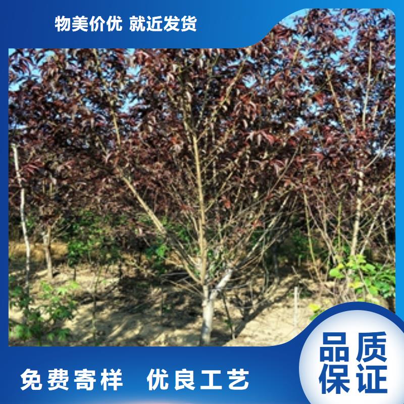 桃树核桃苗樱花苗长果桑树苗准时交付