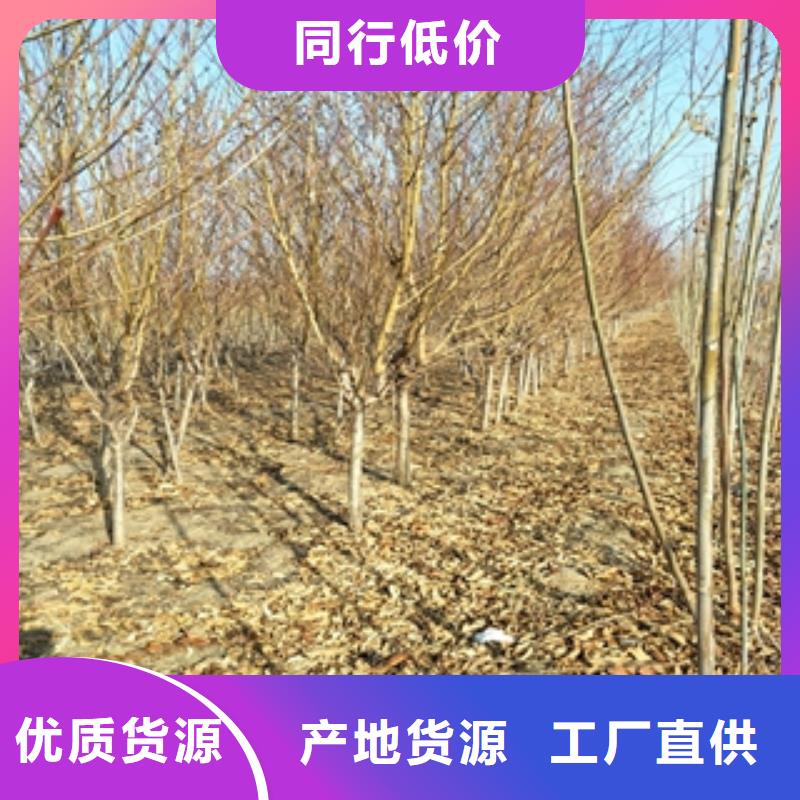 桃树绿化树绿化工程好货有保障