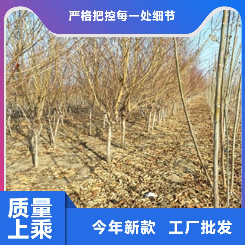 桃树泰山景松造型景松助您降低采购成本