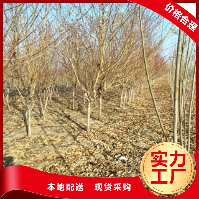桃树-绿化树绿化工程研发生产销售