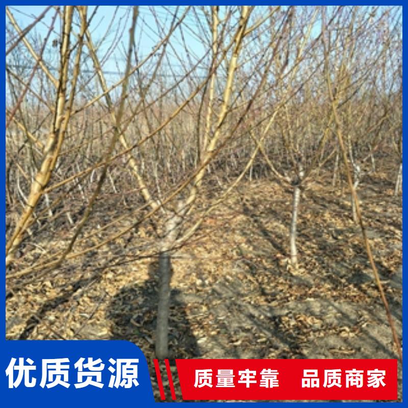 桃树蓝莓苗优质工艺