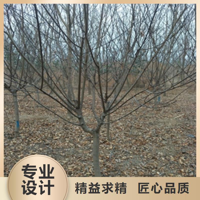 桃树核桃苗樱花苗长果桑树苗品质做服务