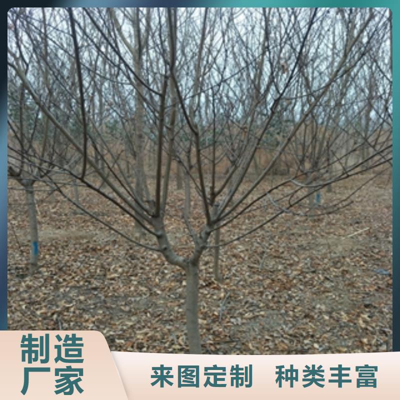 桃树-碧桃值得信赖