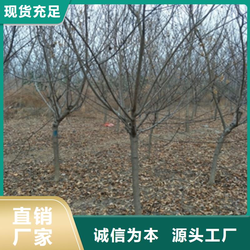 桃树樱桃苗高品质现货销售