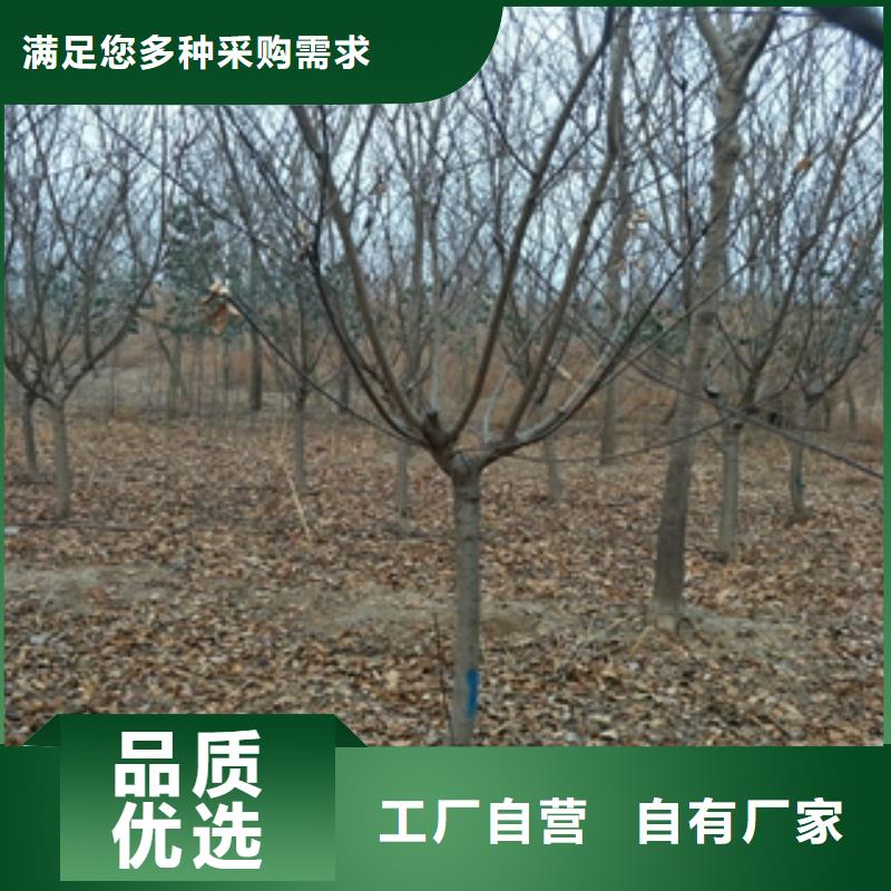 桃树-碧桃值得信赖