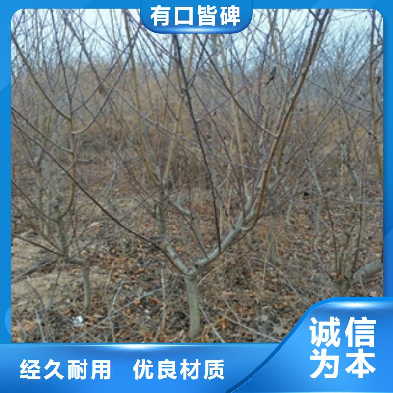 桃树【占地果树】实拍品质保障