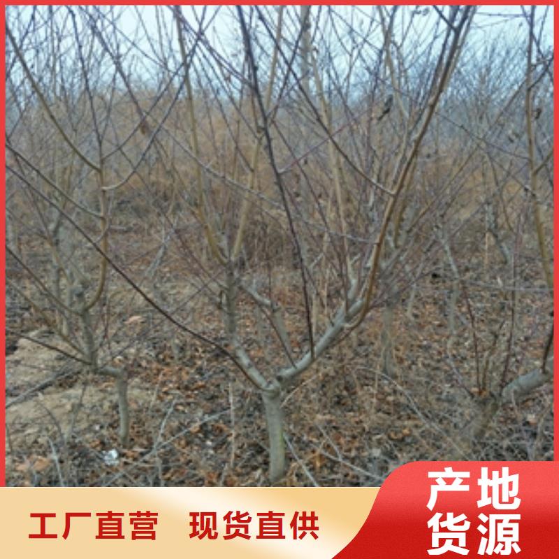 【桃树樱桃苗工厂现货供应】