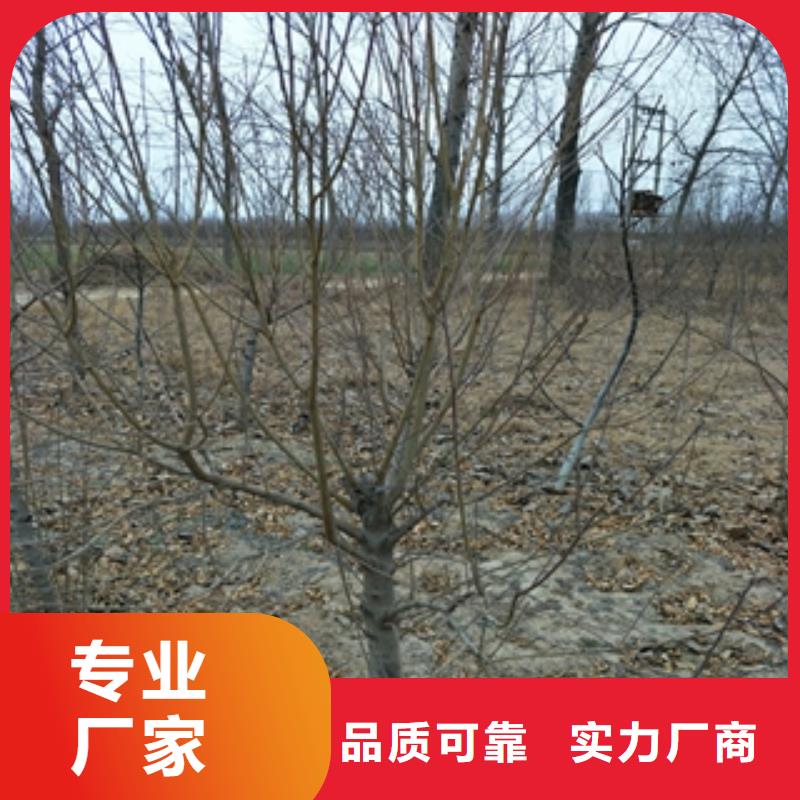 桃树_【钙果苗】质量安心