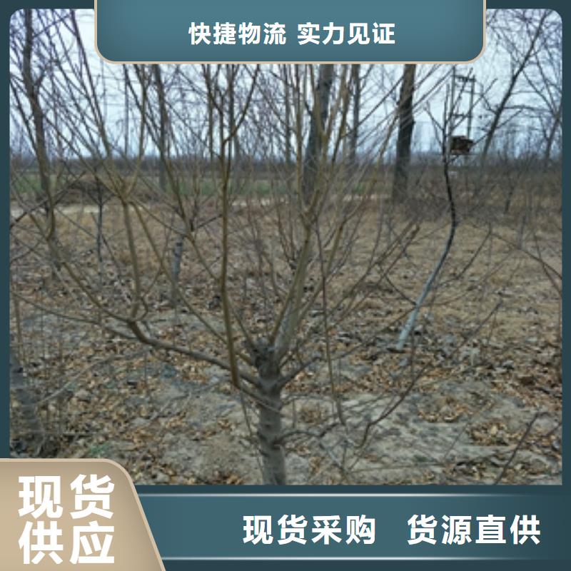 桃树-碧桃值得信赖